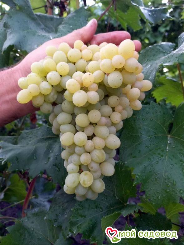 Виноград "Кишмиш 342"