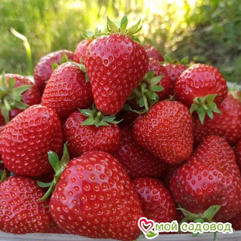Клубника Молинг пандора
