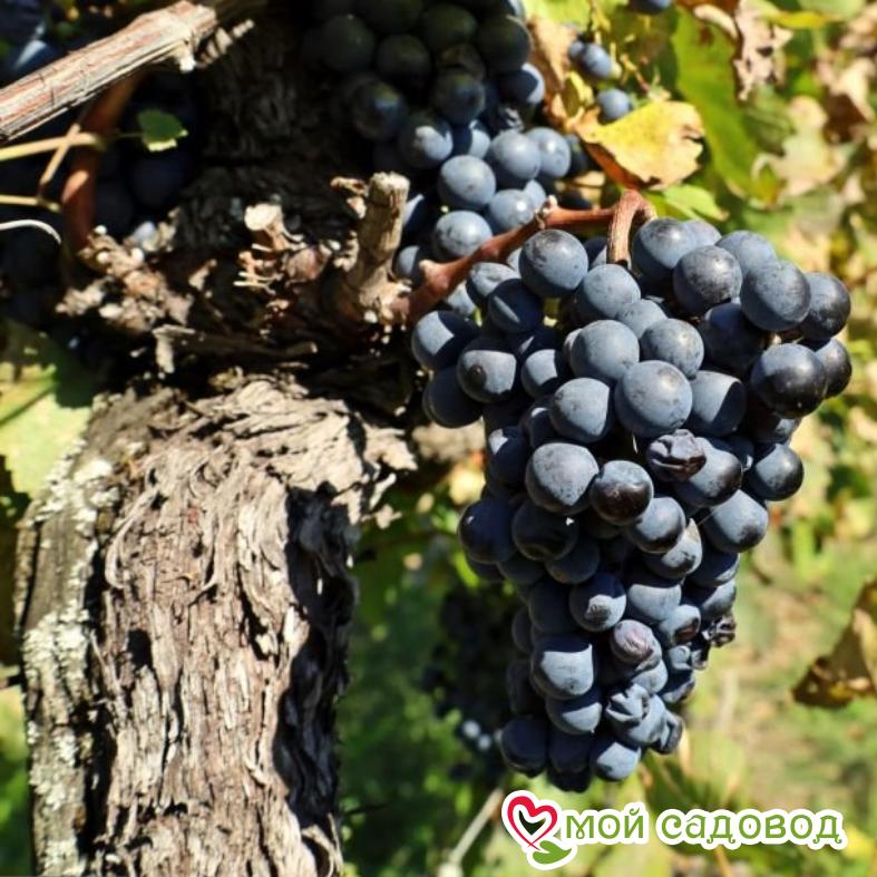 Виноград Черный жемчуг
