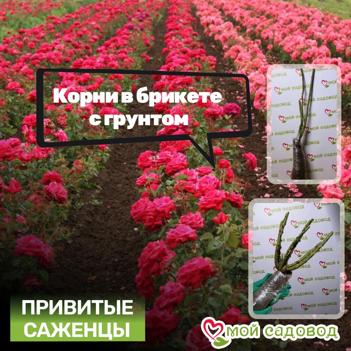 Роза Миранда