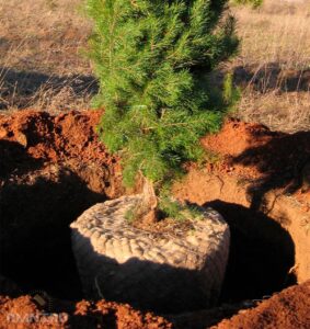 посадка ели