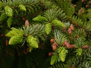 посадка ели