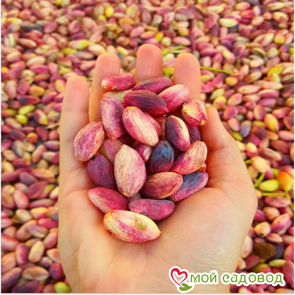 Миндаль Форос